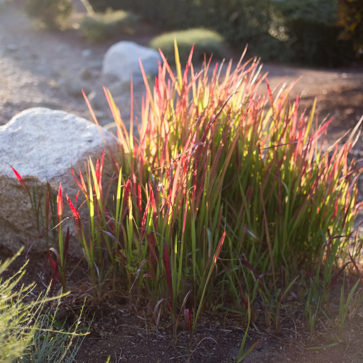 Japanese Blood Grass 'Red Baron'