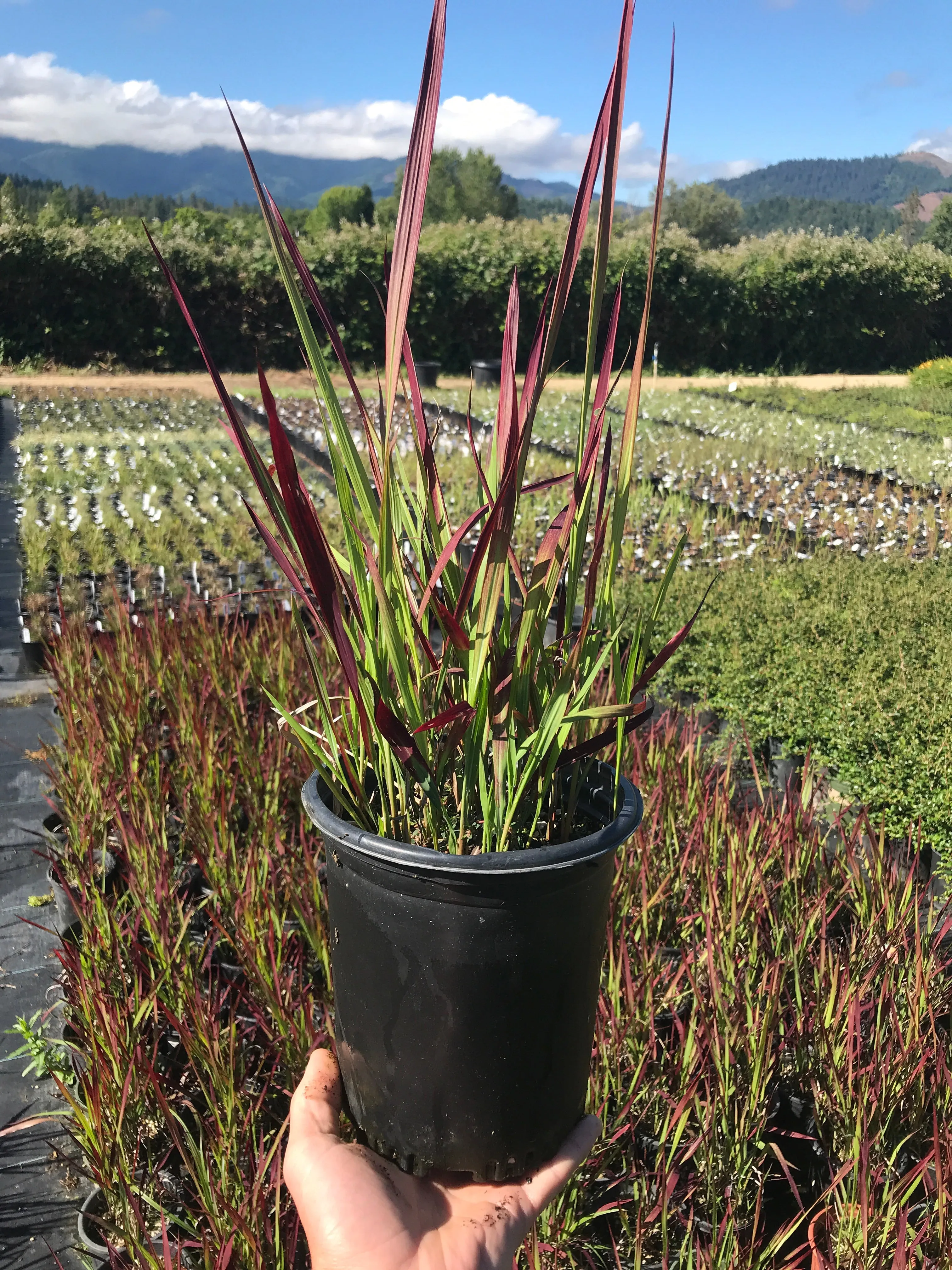 Japanese Blood Grass 'Red Baron'